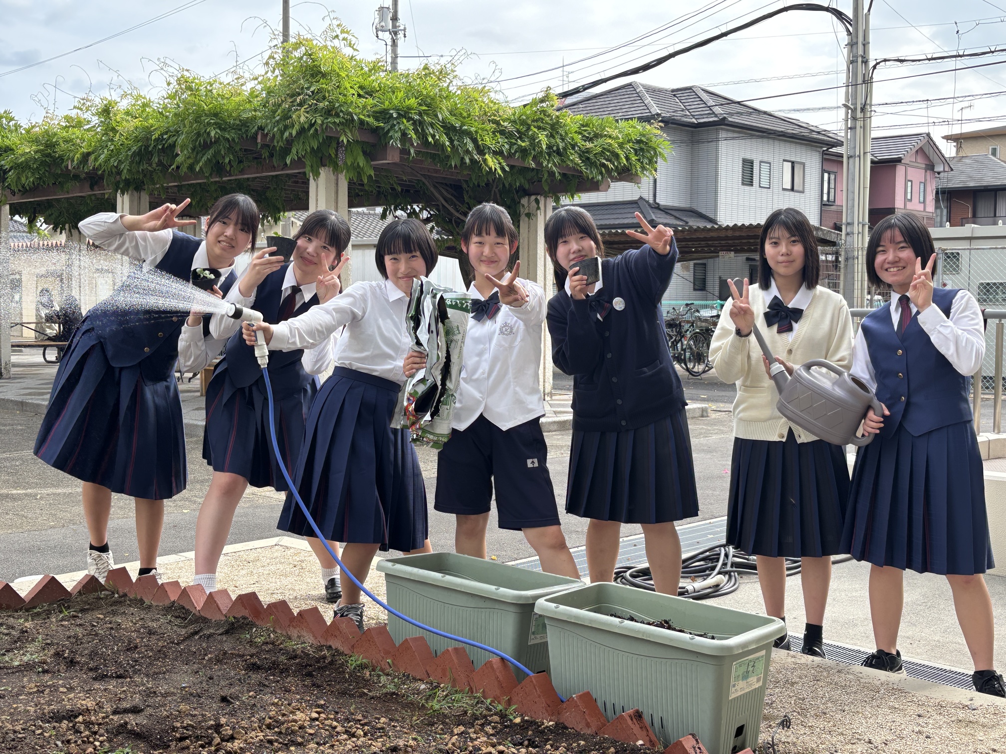 今年も綿花栽培はじめました