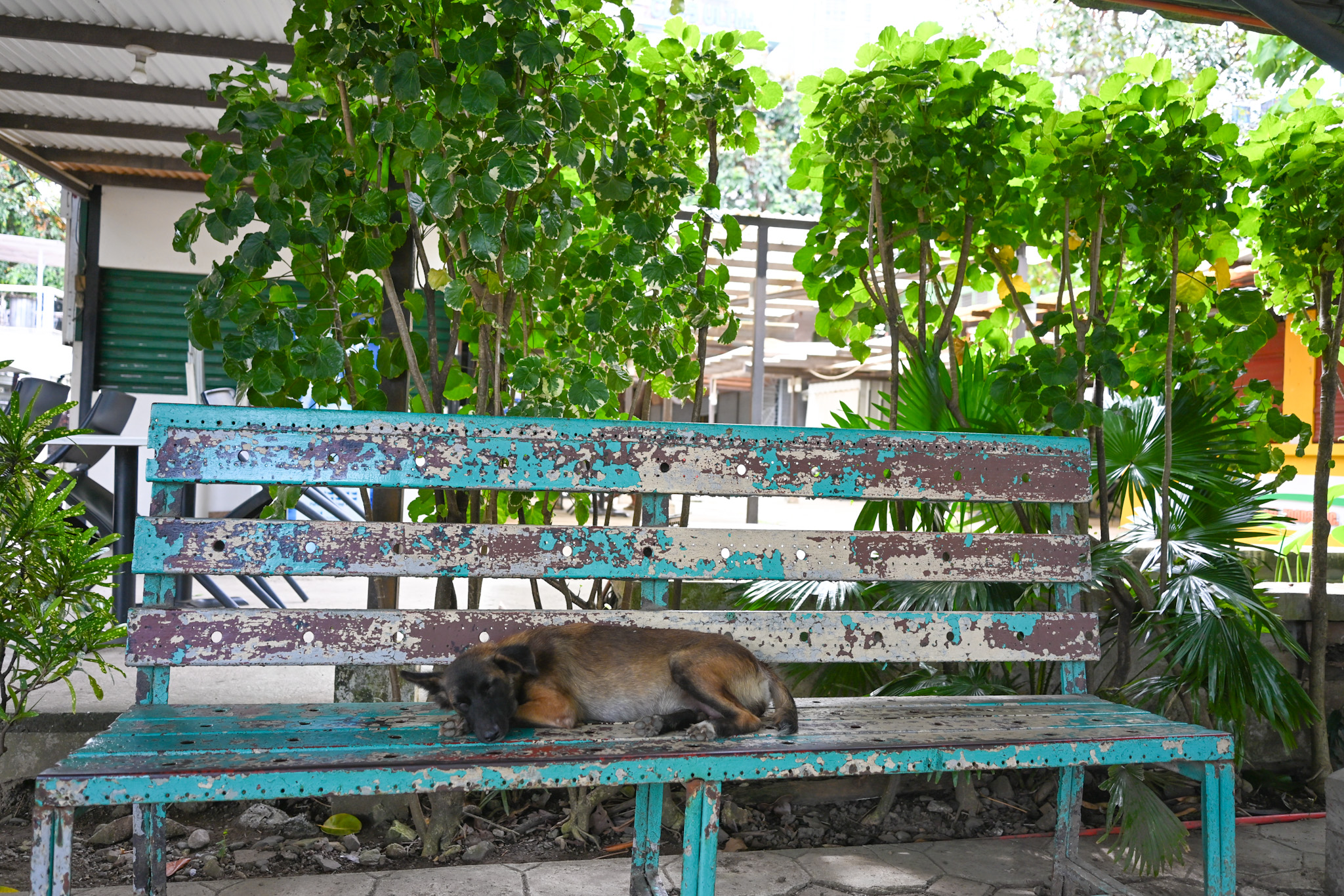修学旅行【セブ方面】4日目