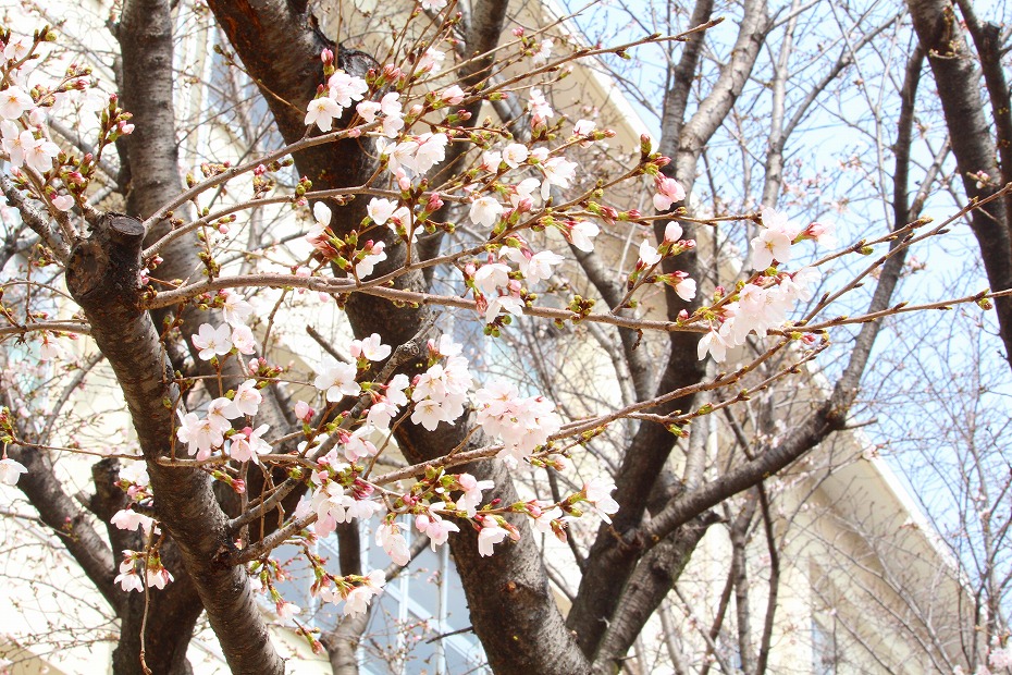 倉商『サクラだより』：3/28